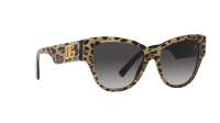 Dolce & Gabbana Dg logo DG4449 31638G 54-16 Leo brown on black
